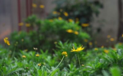 Arnica Montana