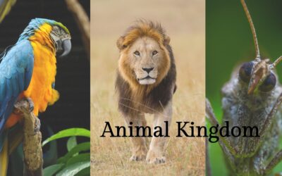 An Introduction to the Animal Kingdom in Homeopathy