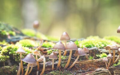 The Fungi Kingdom