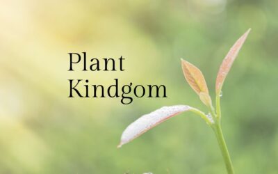 The Plant Kingdom