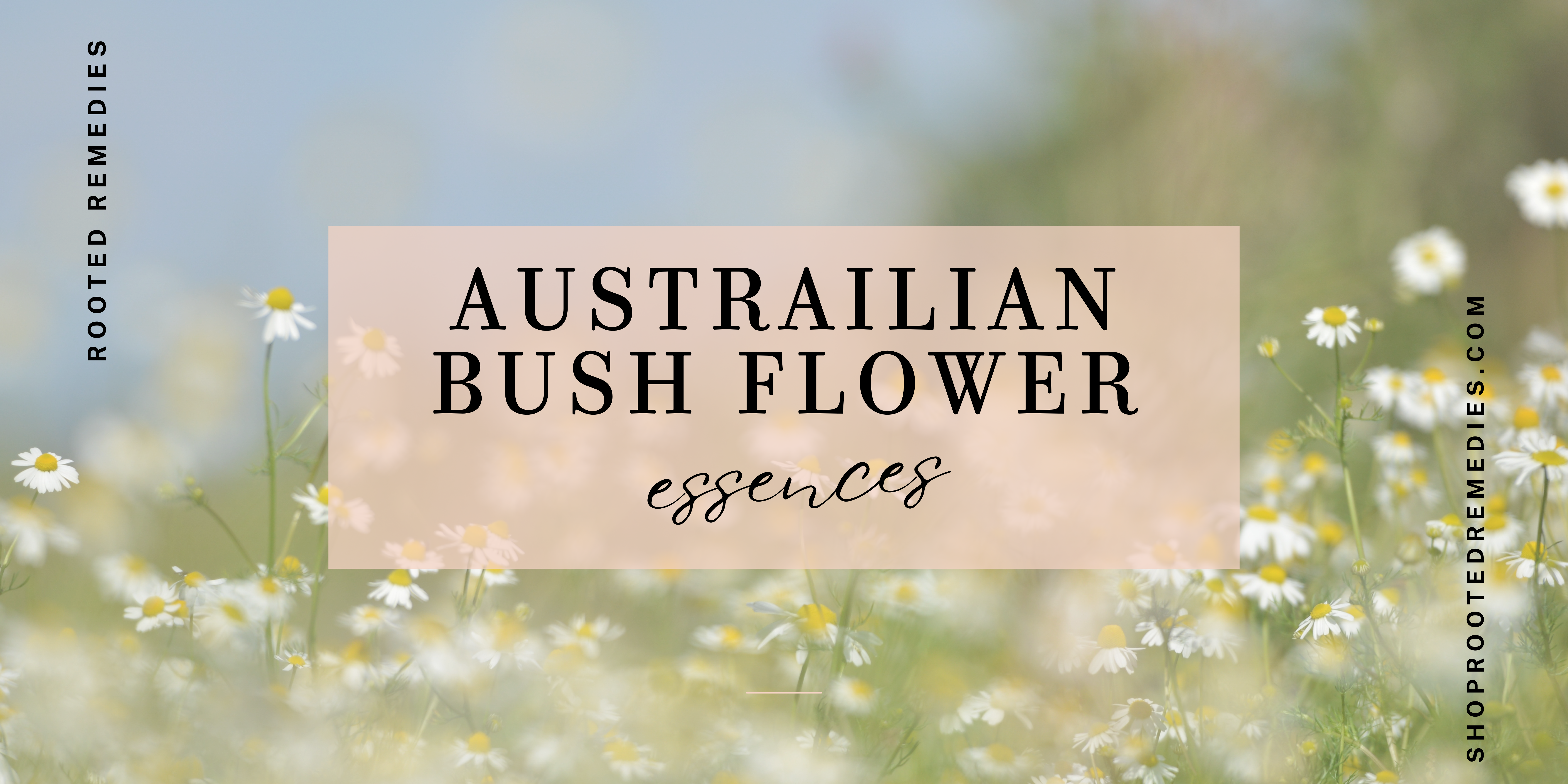 Austrialian bush flower